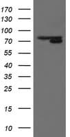 MIPEP Antibody (aa174-516, clone OTI5E7, Carrier-free)