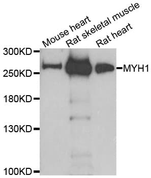 MYH1 Antibody