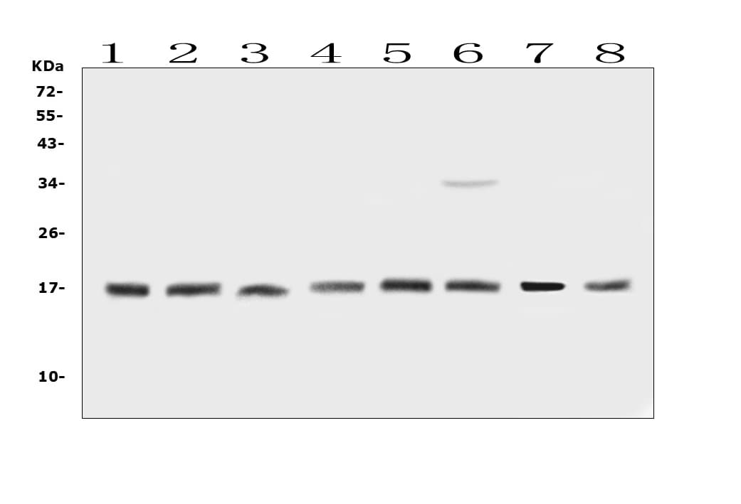 BTG2 Antibody