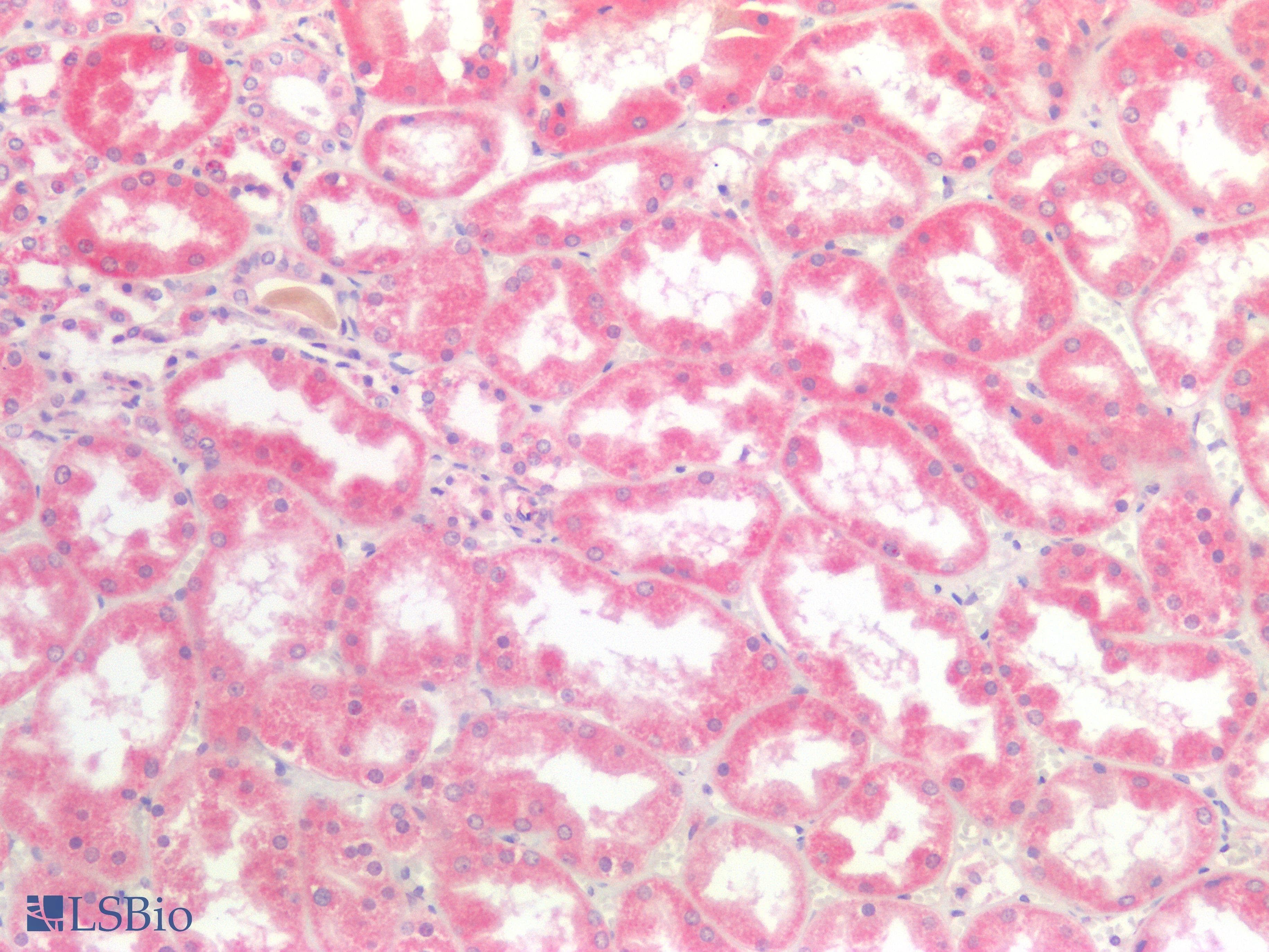 PathPlus™ PIK3CA / PI3K Alpha Antibody (aa303-631, clone 6D9)