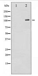 GRIA1 / GLUR1 Antibody