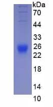 Mouse IL2 Protein (Recombinant His, N-Terminal)