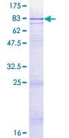 Human GDPD2 / GDE3 Protein (Recombinant GST)
