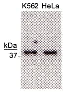 NTHL1 Antibody (DY650)