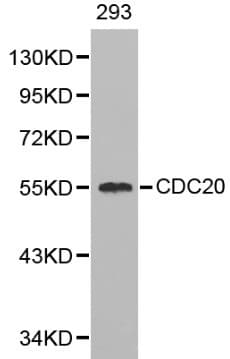 CDC20 Antibody