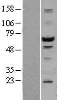 Human STK3 Protein (Over-Expression Lysate Myc-DDK (Flag))
