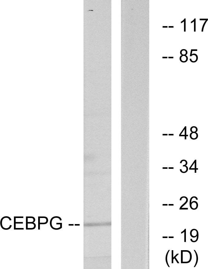 CEBPG / CEBP Gamma Antibody