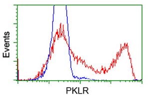 Monoclonal Mouse anti-Human PKLR Antibody (clone OTI1H9, IF, WB)