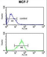 Polyclonal Rabbit anti-Human PRPF19 / PRP19 Antibody (aa4-33, IHC, WB)