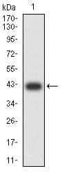 AP50 / AP2M1 Antibody (clone 4F1B2)