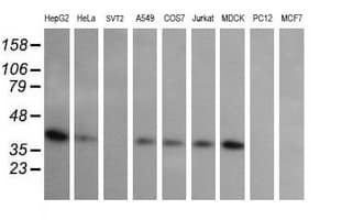 Monoclonal Mouse anti-Human MAP2K3 / MEK3 / MKK3 Antibody (clone OTI5C11, IF, WB)