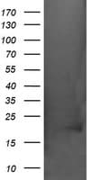 CRYAA / Alpha A Crystallin Antibody (clone OTI3B12, Carrier-free)