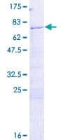 Human H2AFY / MACROH2A1 Protein (Recombinant GST)