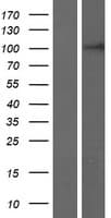 FAM65C Protein (Over-Expression Lysate Myc-DDK (Flag))
