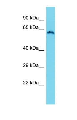 ZCWPW1 Antibody (N-Terminus)