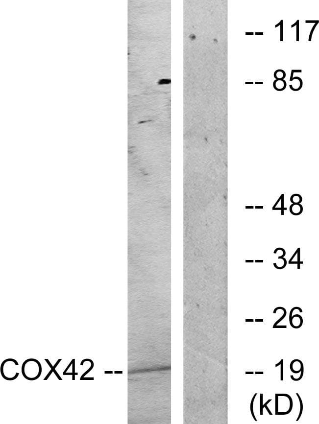 COX4I2 Antibody