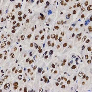PELP1 Antibody