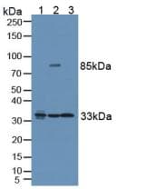 VAPB Antibody (aa1-132, PE)