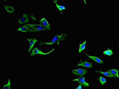 PLA2G4A Antibody