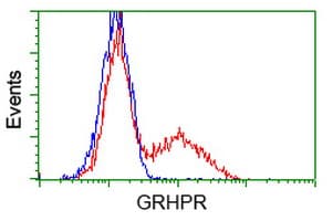 GRHPR / Glyoxylate Reductase Antibody (clone OTI9G2)