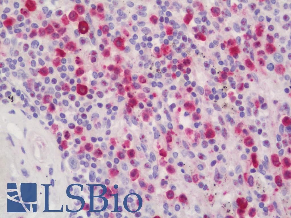 PathPlus™ Polyclonal Rabbit anti-Human BMP2 Antibody (aa226-275, IHC, WB)