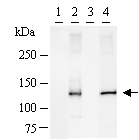 GTF3 / GTF2IRD1 Antibody (clone GTF5I102)