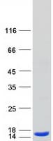 Human ATP6V1F Protein (Recombinant Myc-DDK (Flag))