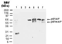 AIFM1 / AIF / PDCD8 Antibody (aa151-169)
