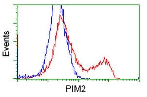PIM2 / Pim-2 Antibody (clone OTI9A5)