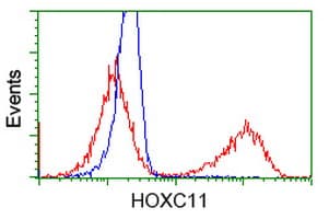 HOXC11 Antibody (clone OTI4B8)