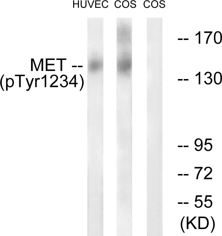 Polyclonal Rabbit anti-Human c-Met Antibody (phospho-Tyr1234, WB)
