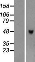 TRIML1 Protein (Over-Expression Lysate Myc-DDK (Flag))