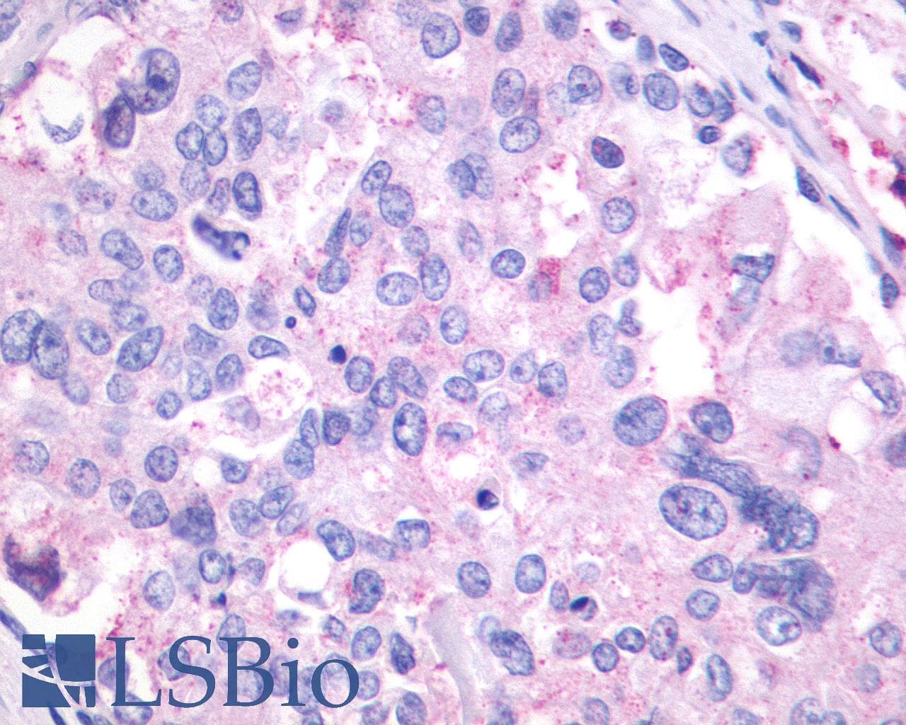 PathPlus™ Polyclonal Rabbit anti-Human GPR27 Antibody (N-Terminus, IHC)