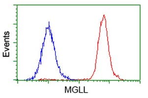 MGLL / Monoacylglycerol Lipase Antibody (clone OTI2G8)