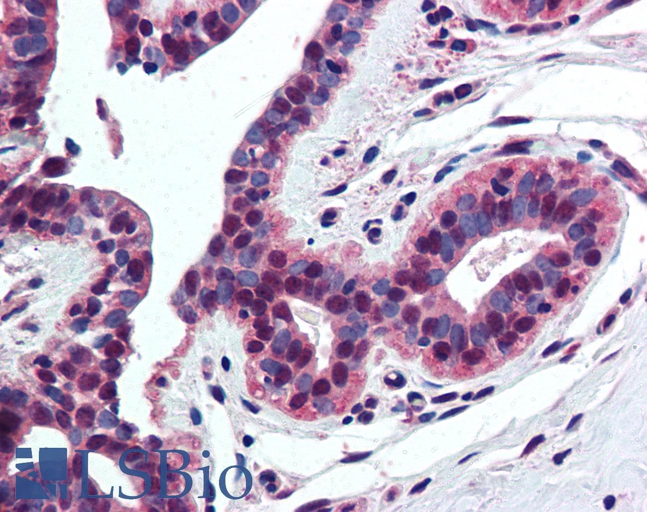 IHC-plus™ Polyclonal Rabbit anti-Human Histone H4 Antibody (aa15-30, IHC, WB)
