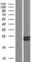 Human CD53 Protein (Over-Expression Lysate Myc-DDK (Flag))