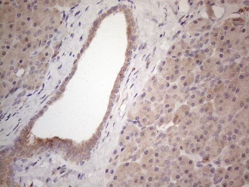 GRN / Granulin Antibody (aa327-593, clone OTI3B3)