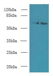 KEAP1 Antibody