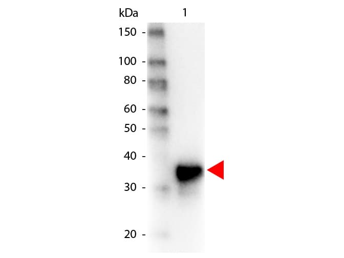 Pepsin Antibody (Lyophilized, HRP)