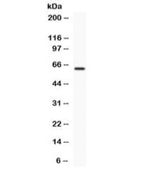 Polyclonal Rabbit anti-Human TCF7L1 / TCF-3 Antibody (IHC, WB)