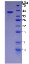 Human WNT4 Protein (Recombinant His-T7)