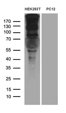 Monoclonal Mouse anti-Human SPAG5 / MAP126 Antibody (clone OTI2F2, aa1-297, WB)
