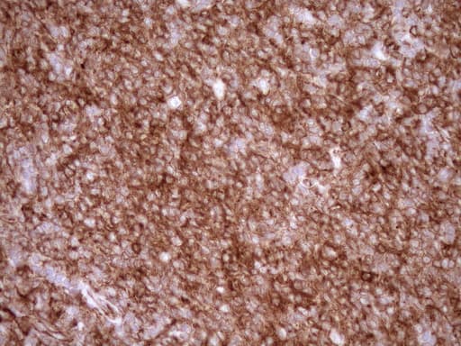 EPLIN Antibody (aa1-275, clone OTI7H5)
