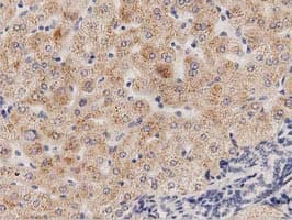PECR Antibody (clone OTI2B2)