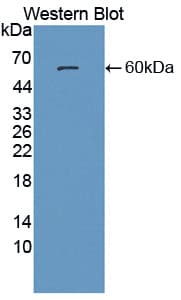 PSAP / Prosaposin Antibody (aa17-524, Biotin)