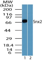 IHC-plus™ SNX2 Antibody (aa350-400)
