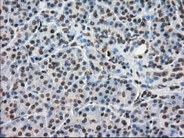 DHFR Antibody (clone OTI3A11, Carrier-free)
