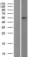 CTSC / Cathepsin C / JP Protein (Over-Expression Lysate Myc-DDK (Flag))