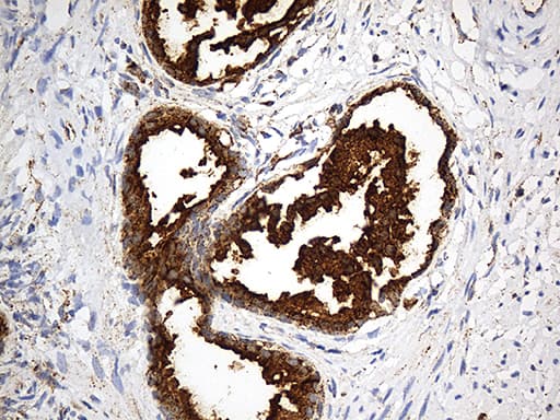 LAMP1 / CD107a Antibody (aa29-382, clone OTI8B1)
