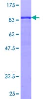 Human PRKCSH Protein (Recombinant GST)